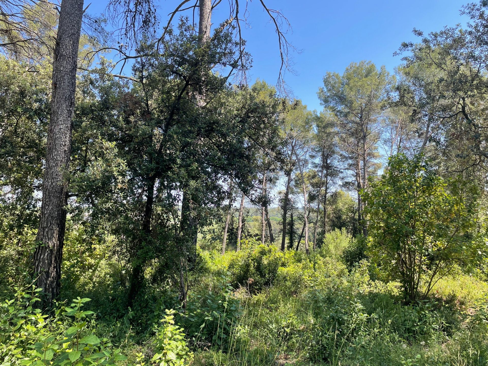 buildable land for sale on CLAPIERS (34830)