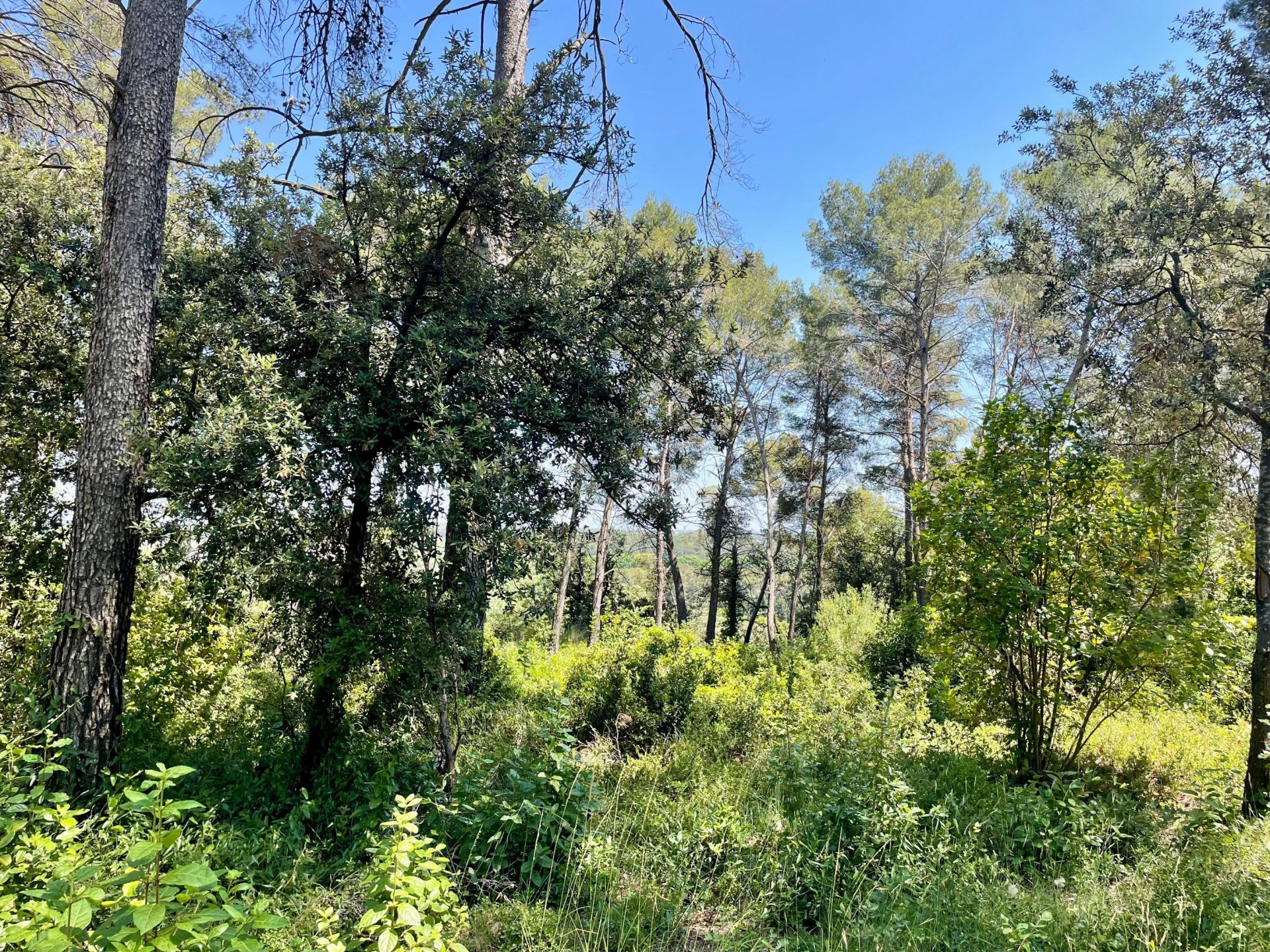 buildable land for sale on CLAPIERS (34830)