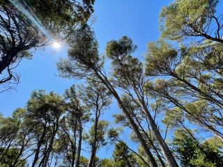 buildable land for sale on CLAPIERS (34830)