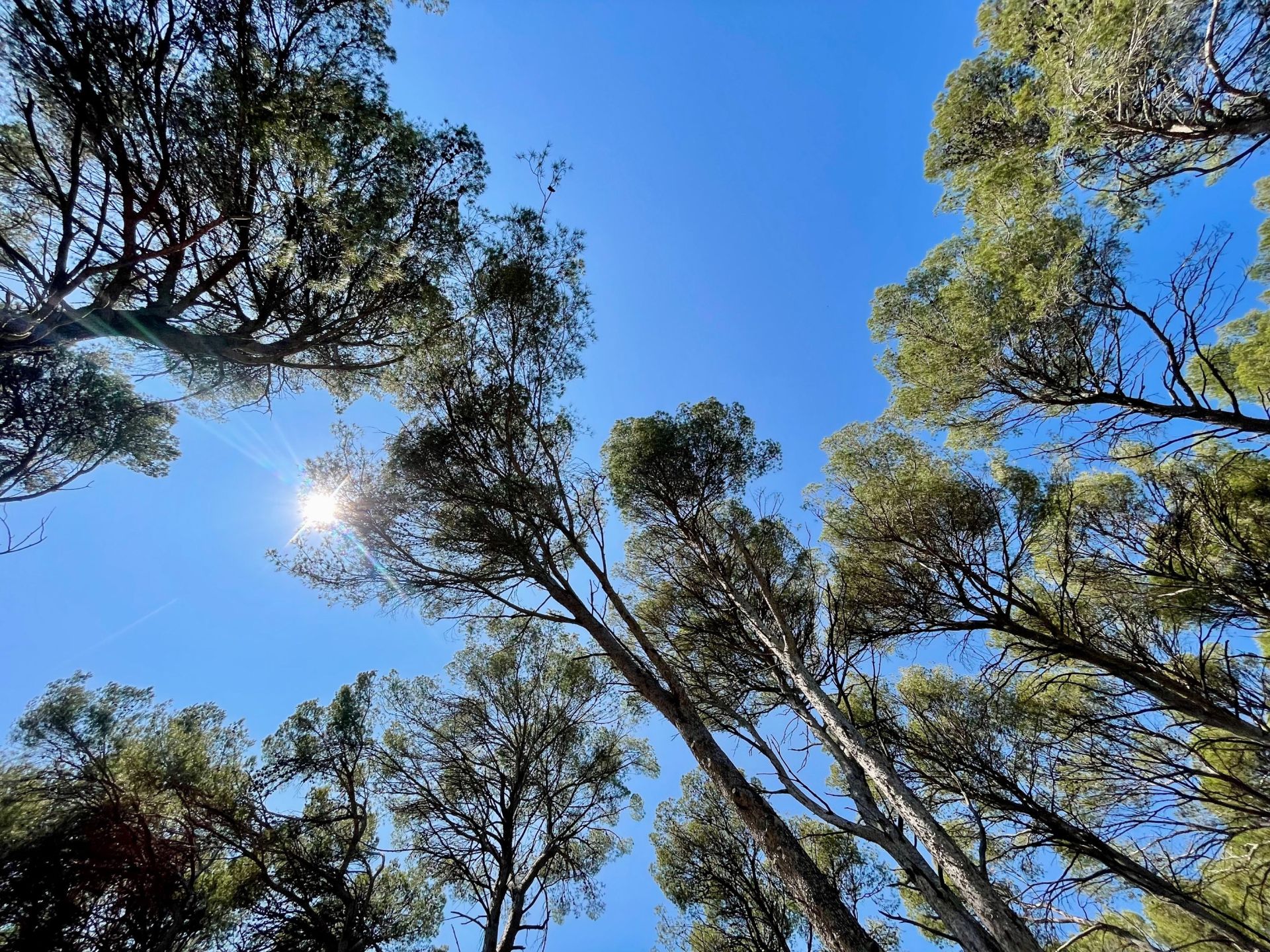 terrain à bâtir en vente sur MONTPELLIER (34090)