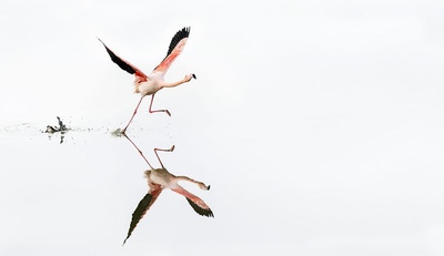 Exposition “Camargue Nature” de Thierry Vezon, du 25 janvier au 25 mai 2023 au zoo de Lunaret
